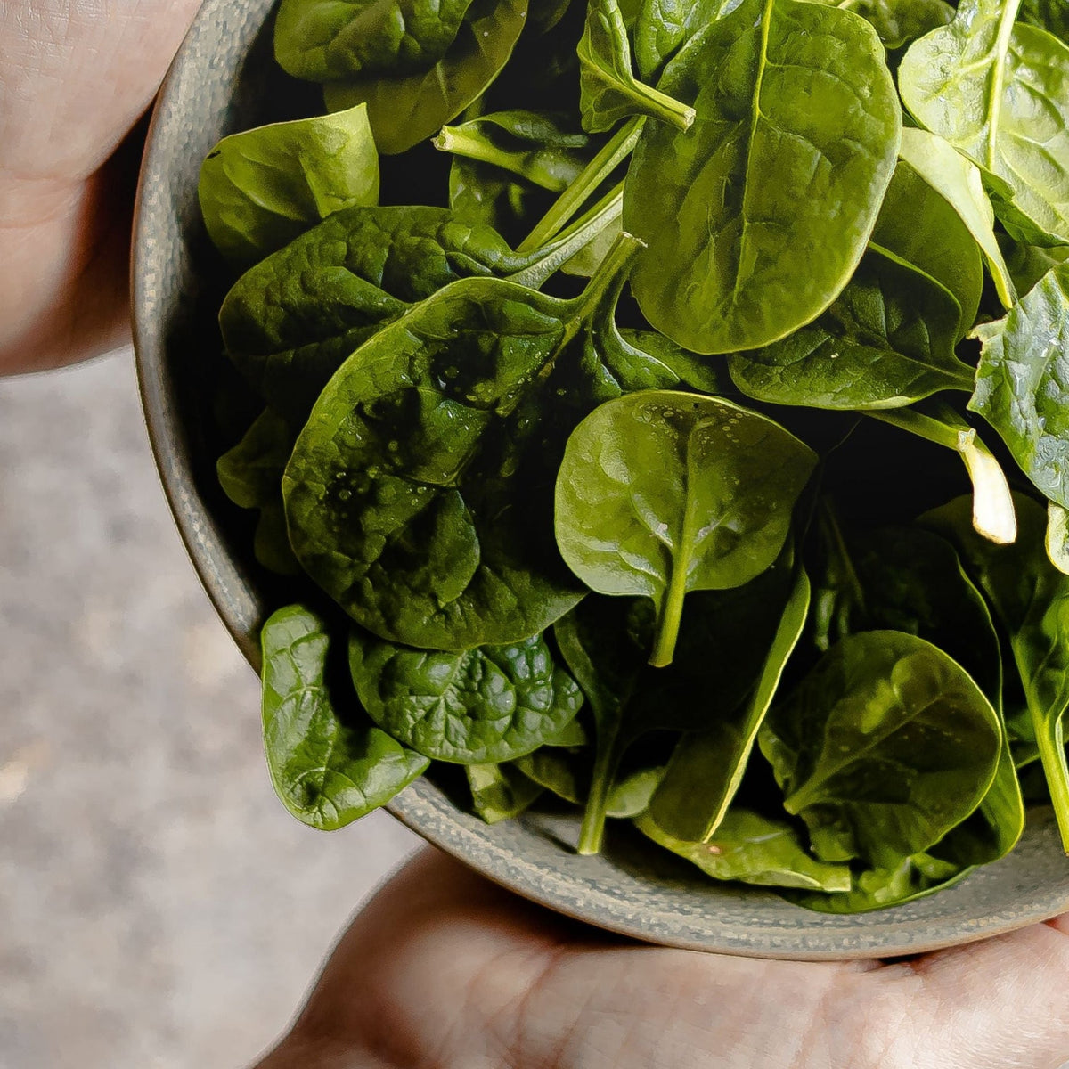 Fersk spinat i keramikkskål holdt i hender – naturlig kilde til jern og magnesium, nøkkelmineraler i Herba Plus for å bidra til å redusere tretthet
