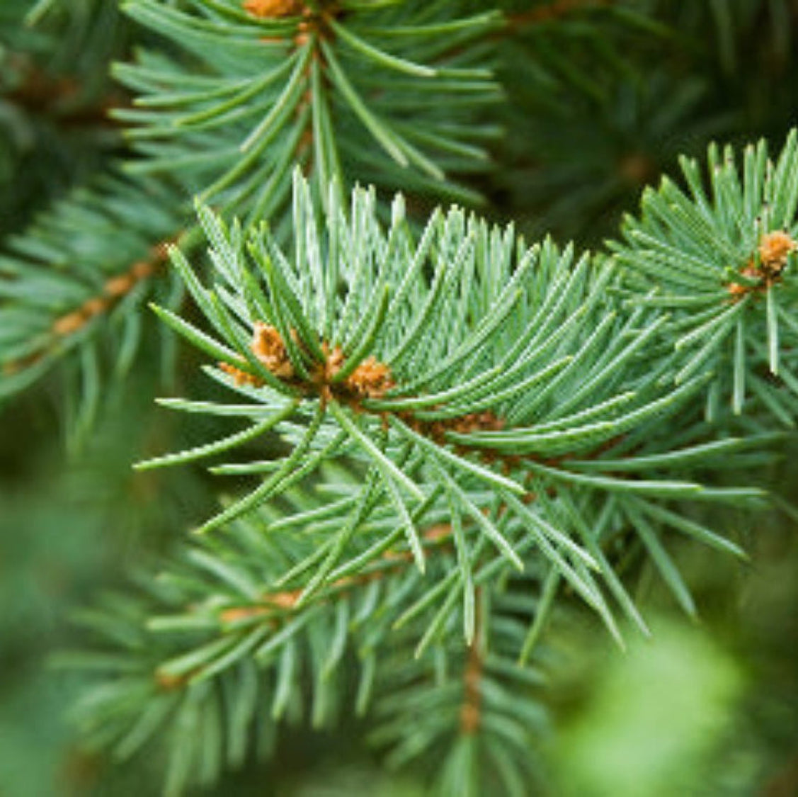 Nærbilde av nålene på et bartre – bartrær er en av de naturlige kildene til plantesteroler, nøkkelinngrediensen i Herba Plus Lipidolan for normal kolesterolomsetning