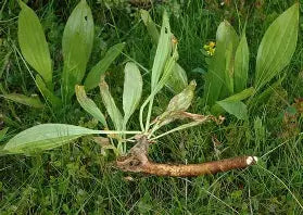 Herba Plus Digestin – Kosttilskudd med søtrot, peppermynte og kamille