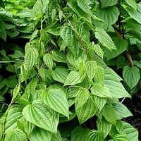 Herba Plus Regerol – Kosttilskudd med kollagen, chondroitinsulfat og urter for ledd, brusk og hud