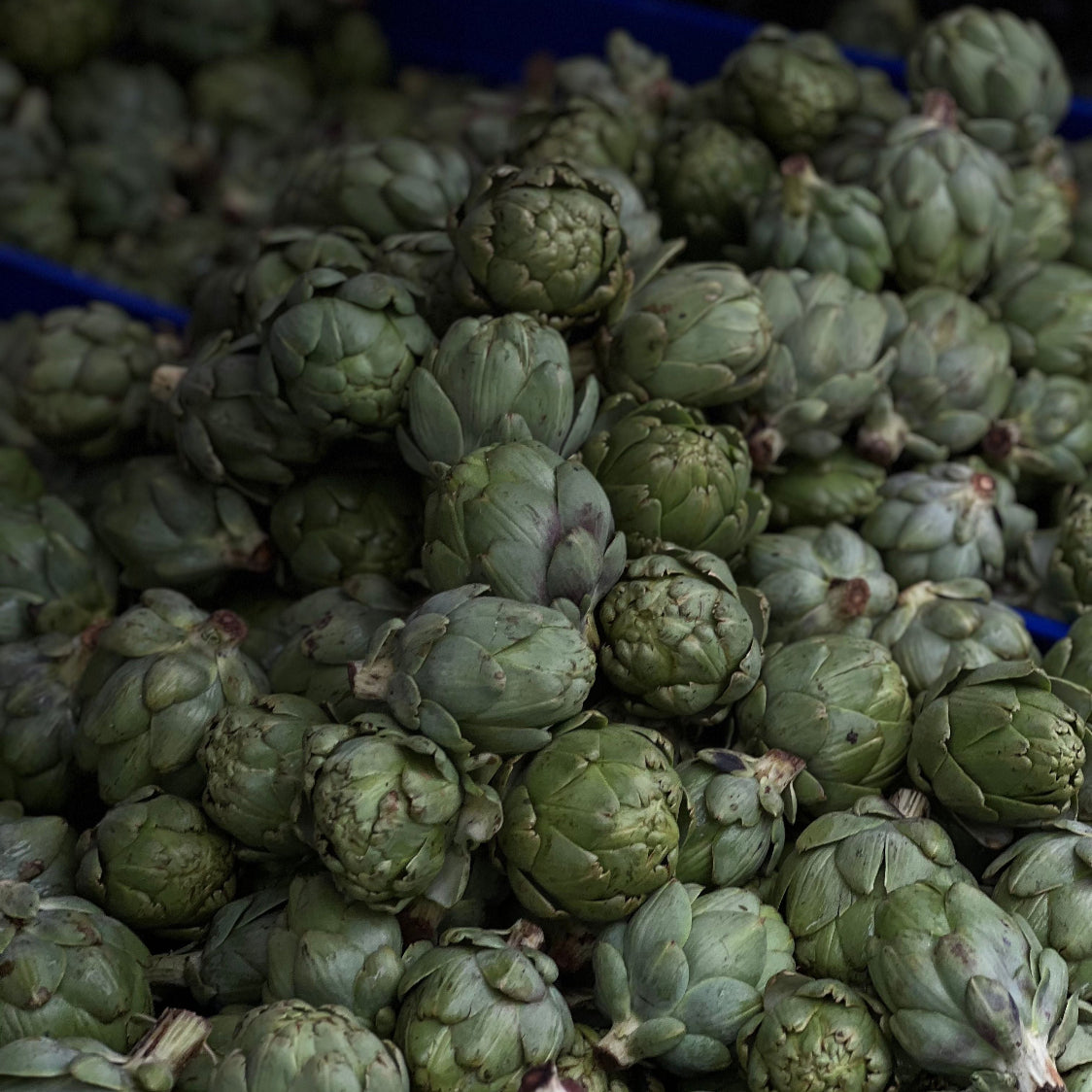 Frisk artisjokk (Cynara scolymus) med store grønne blader – artisjokk er en av de naturlige urteingredensene i Herba Plus Sybas, tradisjonelt brukt for fordøyelse og velvære