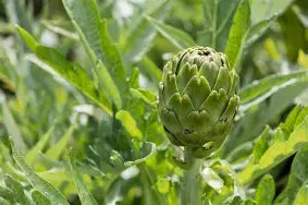 Herba Plus Glucoboss – Kosttilskudd med krom, sink og urter for normal karbohydratomsetning
