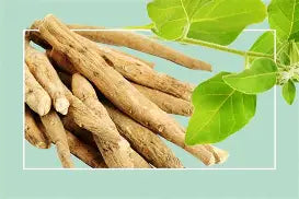 Herba Plus Garlitor – Kosttilskudd med svart hvitløk, ashwagandha og chagasopp