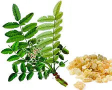 Herba Plus Regerol – Kosttilskudd med kollagen, chondroitinsulfat og urter for ledd, brusk og hud