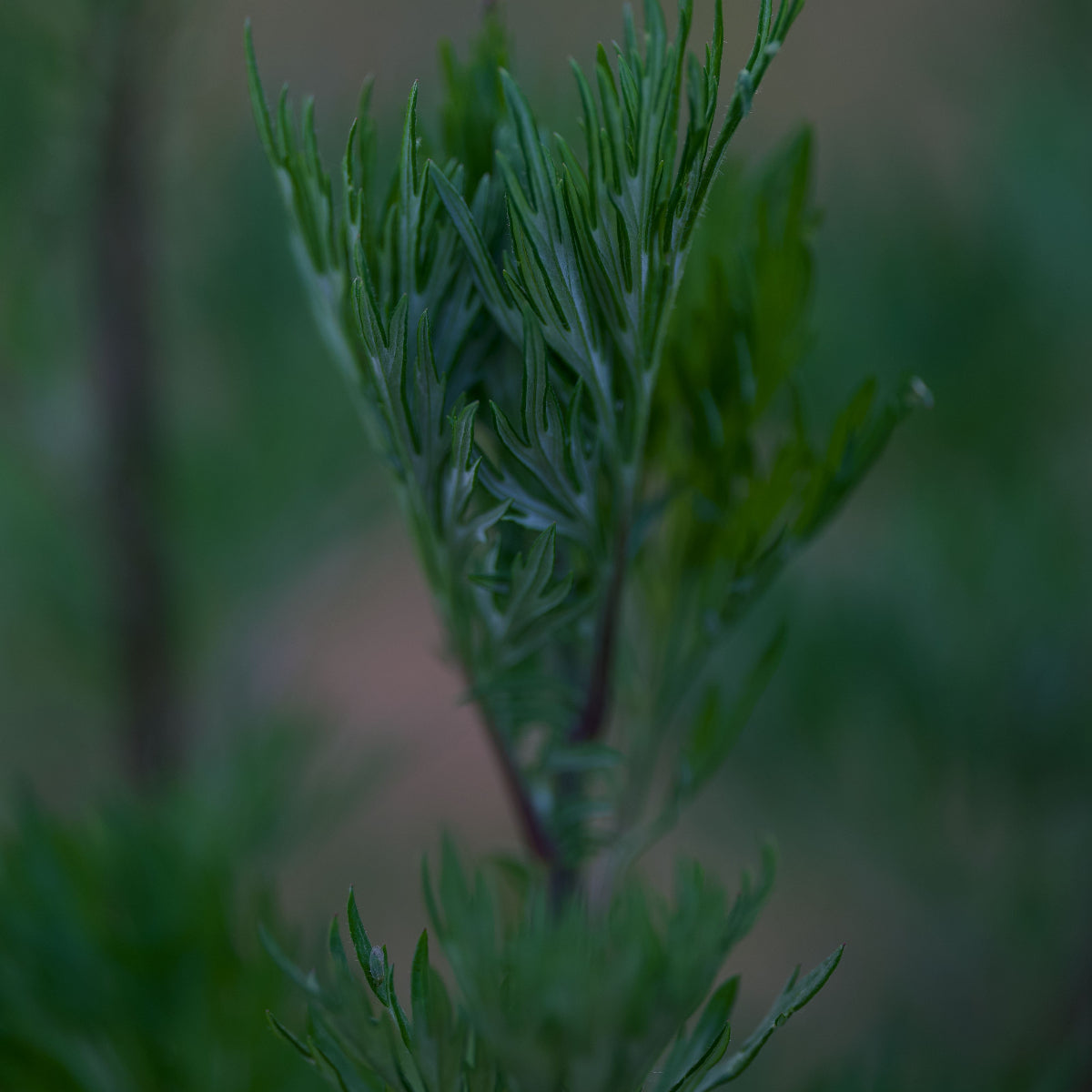Nærbilde av burot (Artemisia vulgaris) med flikede grønne blader på stilk – burot er en av nøkkelingredensene i Herba Plus Lymferol, klassisk urt i europeisk urtetradisjon