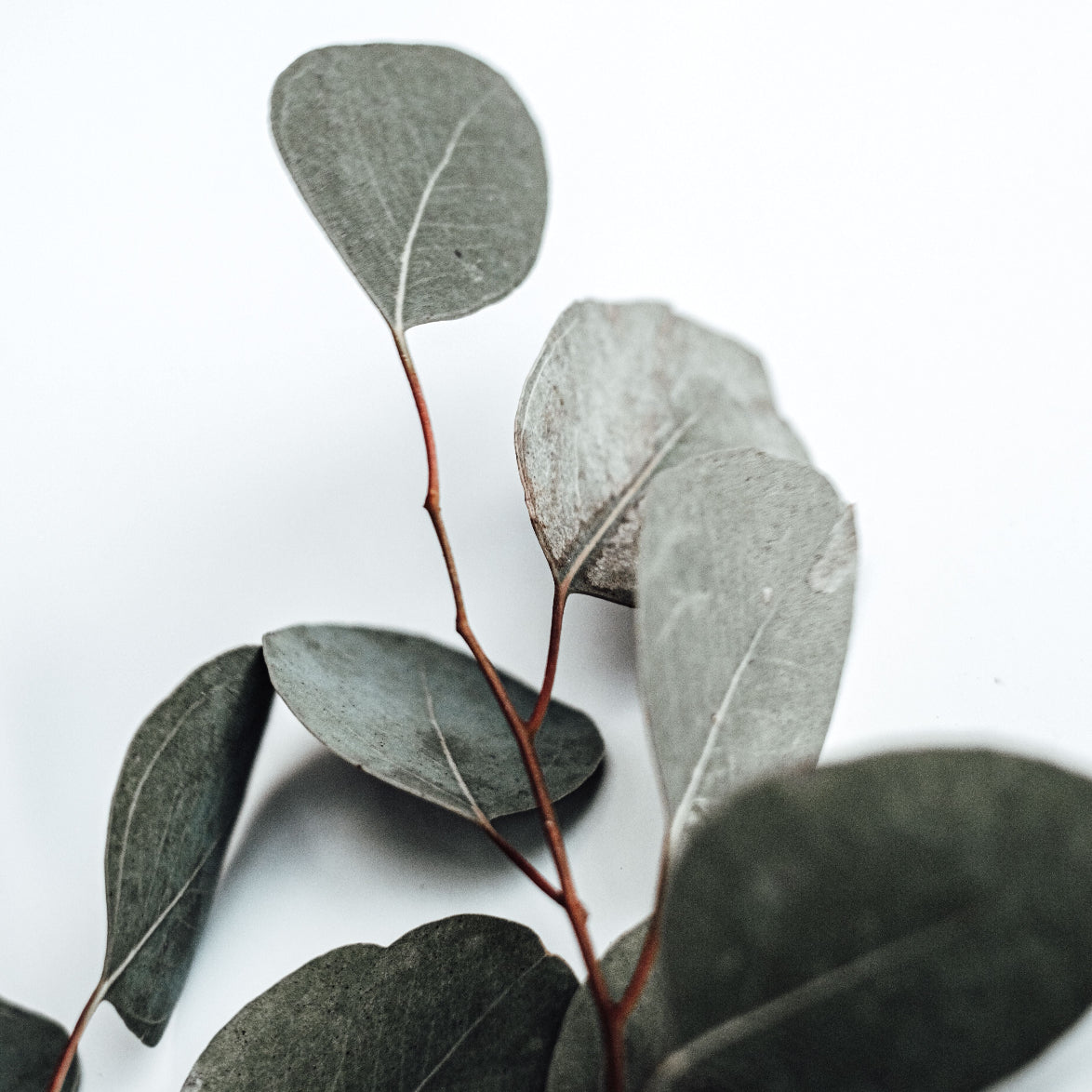  eukalyptusblader mot hvit bakgrunn, nøkkelingrediens 🌿herba plus