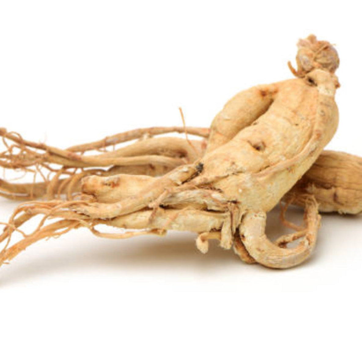 Tørket ginsengrot på trebord – ginseng er en av de naturlige urteingredensene i Herba Plus , klassisk adaptogen urt brukt i tradisjonell urtemedisin.