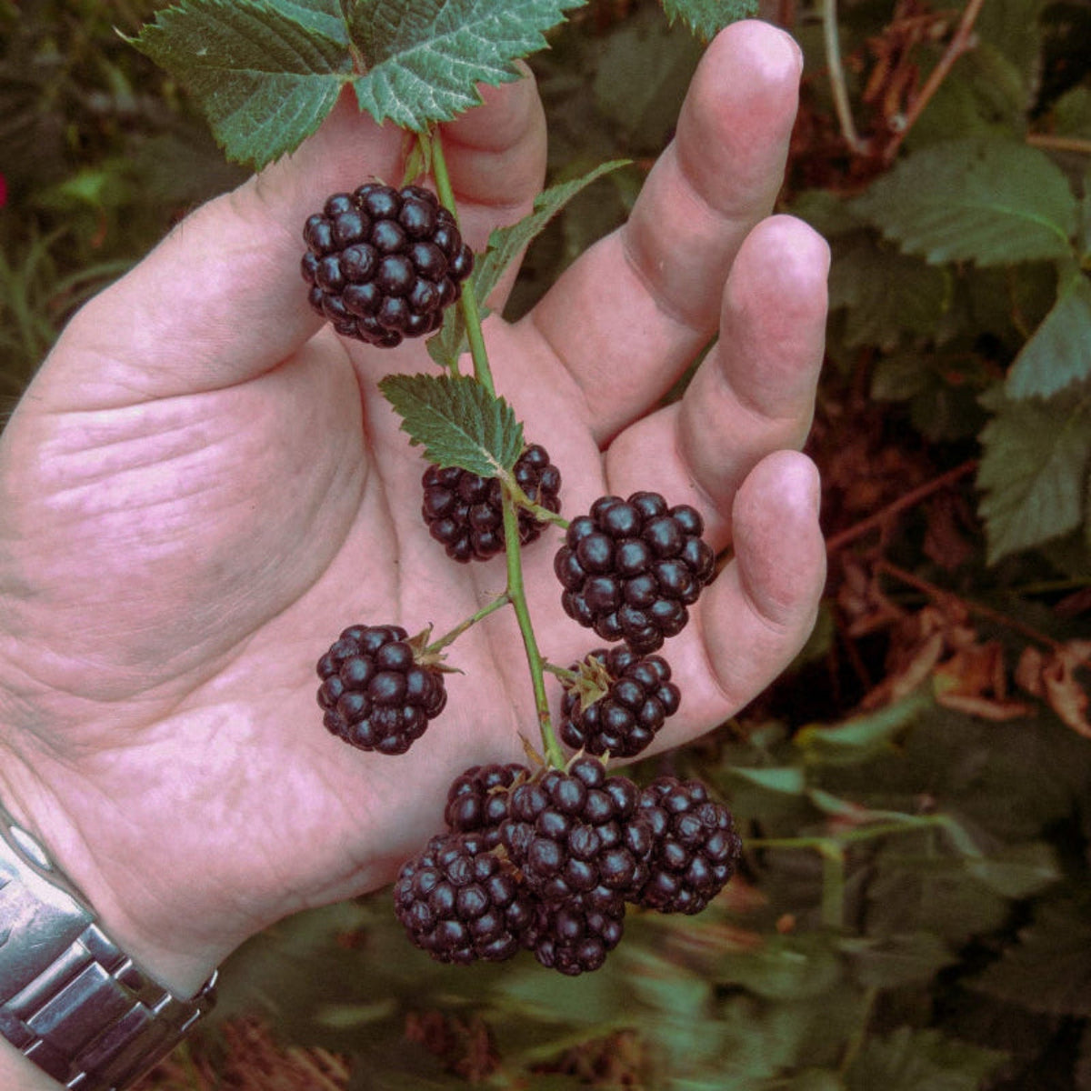 Friske bjørnebær (Rubus fruticosus) på gren – bjørnebærstrakt er en av de botaniske ingrediensene i Lira Clinical ICE SAL Cleanser for antioksidantbeskyttelse og lysere hudtone