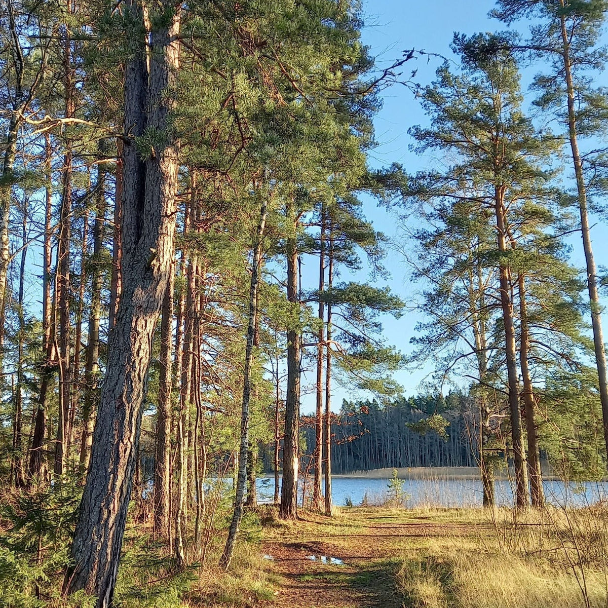 furuskog og innsjø, frisk naturluft herba plus immune boost