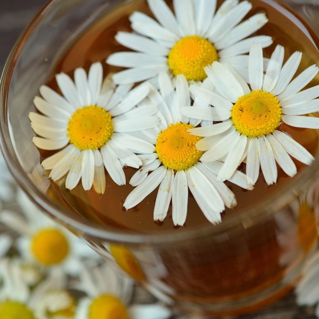 Hvite kamilleblomster med gule blomsterhode mot lys bakgrunn – kamilleekstrakt i Herba Plus Seda Plus Plus bidrar til naturlig avslapning og ro