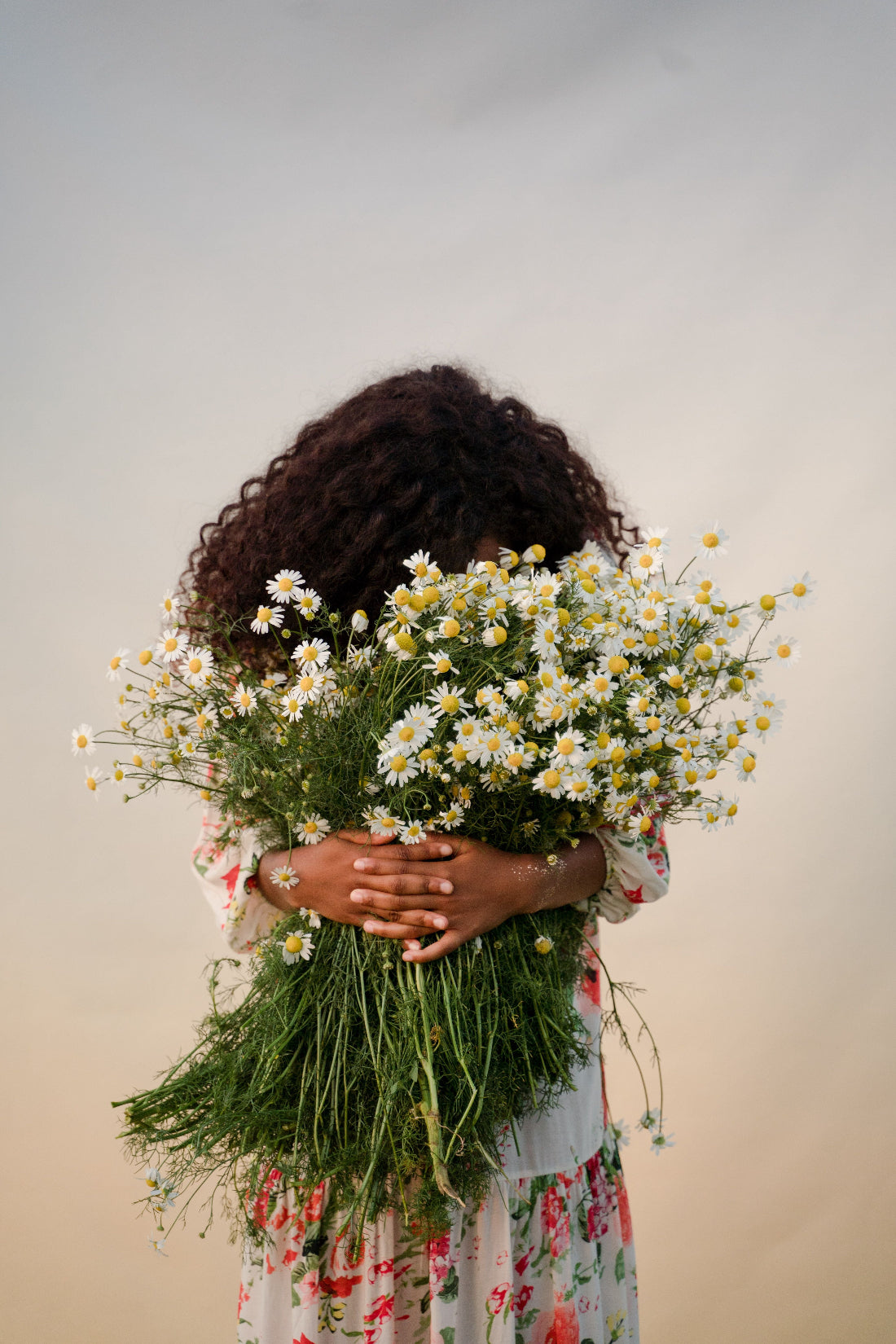  stor bukett hvite kamilleblomster, beroligende og luftveisst. 🌼