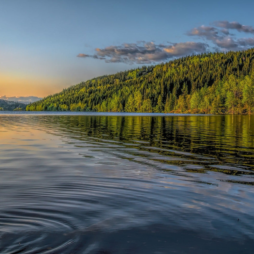  Rolig innsjø i solnedgang omgitt av granskog – illustrerer rent nordisk hav og naturlig opprinnelse til krillolje og fiskeolje i Herba Plus Krill Plus omega-3 kosttilskudd