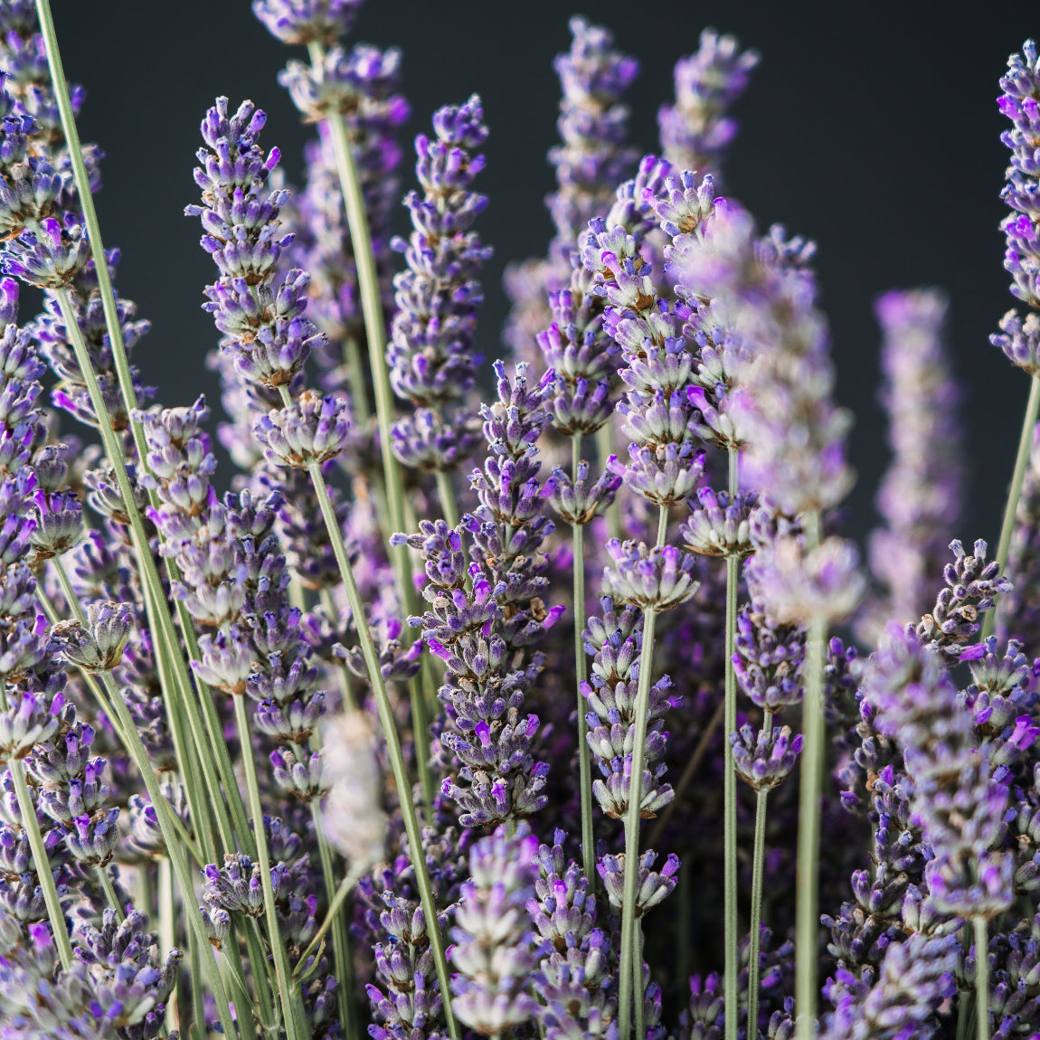 Lilla lavendelblomster – avslappende og beroligende urteingrediens i Herba Plus Somnil
