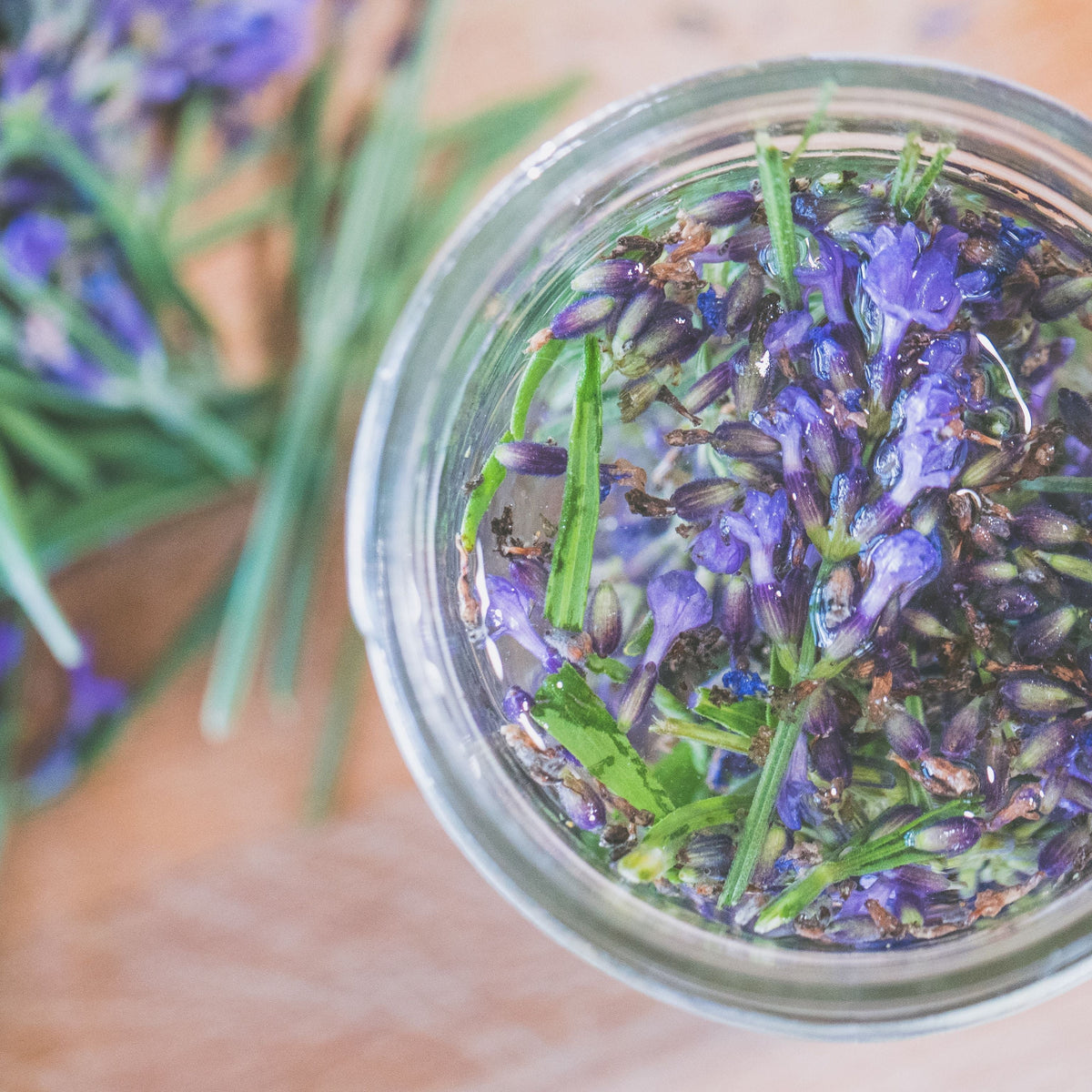 friske lavendelblomster i glasskrus, nøkkelingrediens i insektspray herba plus