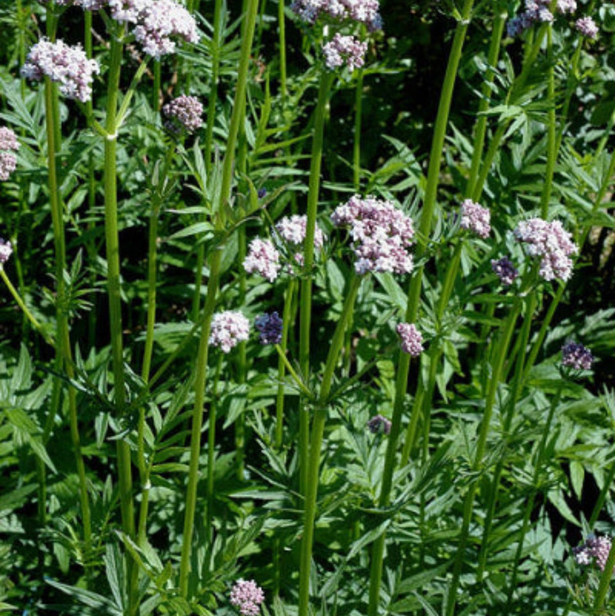 Lysrøde blomsterklaser av legevendelrot – nøkkelingrediens i Herba Plus Somniro
