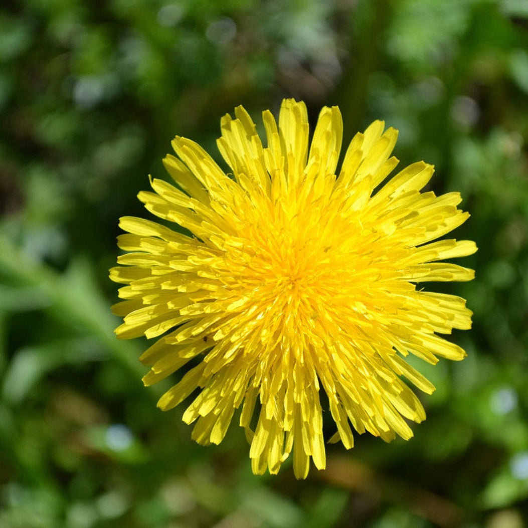 Gul løvetannblomst i gressmark i sollys – løvetann er en av nøkkelingredensene i Herba Plus Hepator, klassisk urt brukt i tradisjonell urtemedisin
