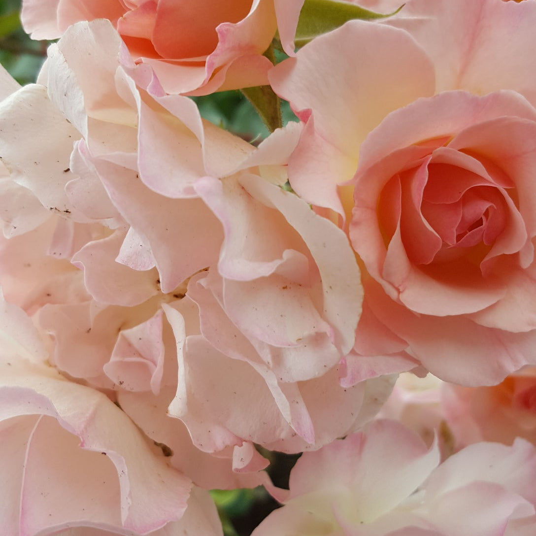 lakserøde og lyserøde roser i full blomst i intican fra herba plus