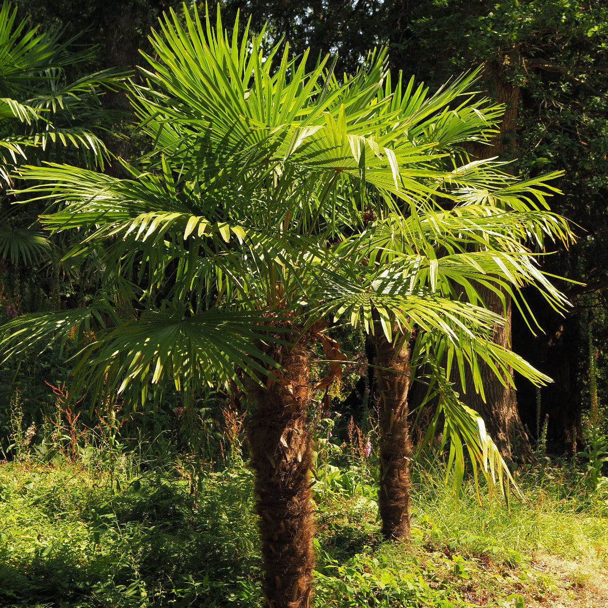 Dvergpalme (Serenoa repens) med grønne vifteblader i naturlig omgivelse – dvergpalme er nøkkelingrediensen i Herba Plus Prostalan