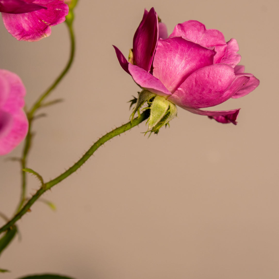  roseknopp på stilk mot beige bakgrunn, nøkkelingrediens i intican fra herba plus
