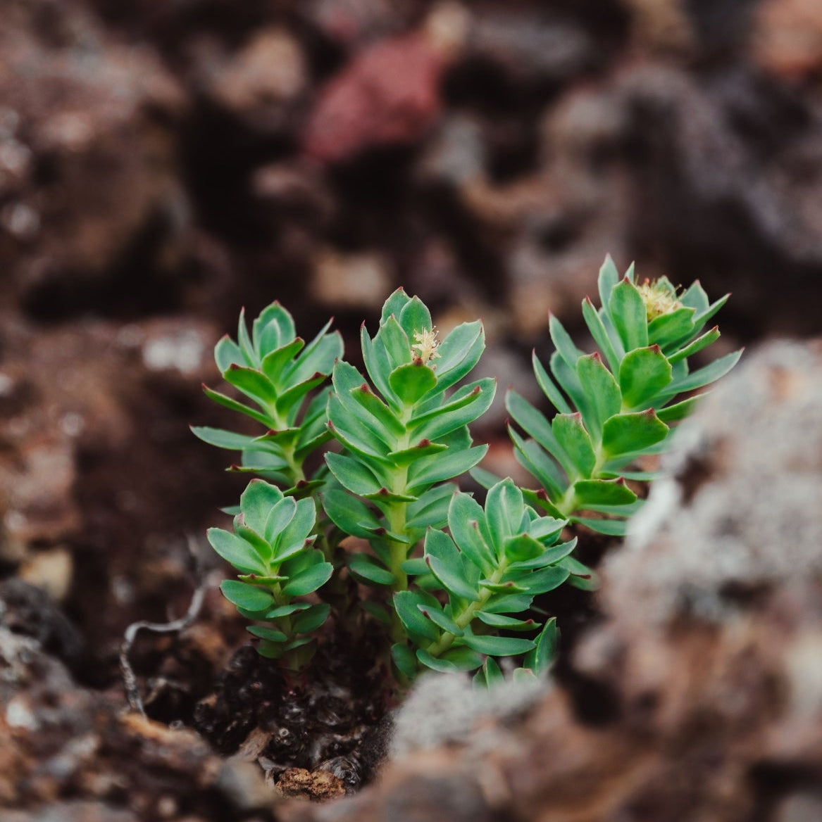 Rosenrot (Rhodiola rosea) plante med rosa blomster i naturlig omgivelse – rosenrot er nøkkelingrediensen i Herba Plus Rosenrot Forte, klassisk adaptogen urt i nordisk urtetradisjon