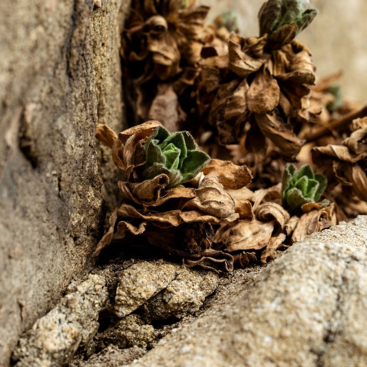 Tørket ginsengrot (Panax ginseng) på naturlig trebord – ginseng er en av de adaptogene urteingredensene i Herba Plus Sybas, klassisk urt brukt i tradisjonell urtemedisin for energi og vitalitet