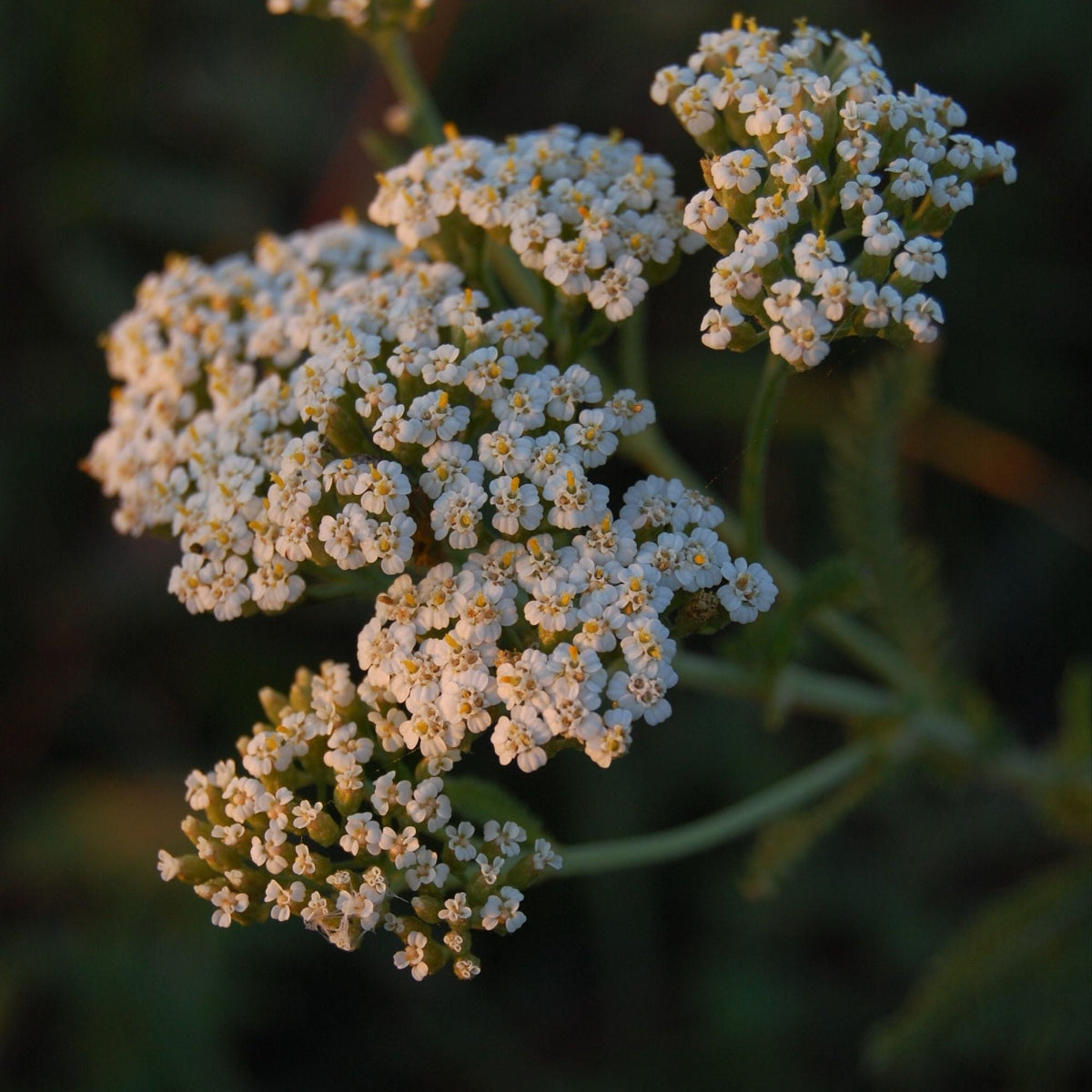 Ryllik (Achillea millefolium) med hvite blomsterklaser i kveldsollys – ryllik er en av nøkkelingredensene i Herba Plus Lymferol, velprøvd urt i europeisk urtemedisin