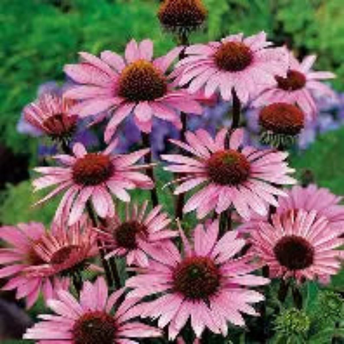 Rosa Echinacea purpurea blomster i naturlig omgivelse – solhatt er nøkkelingrediensen i Herba Plus Imunil, klassisk urt i europeisk urtetradisjon