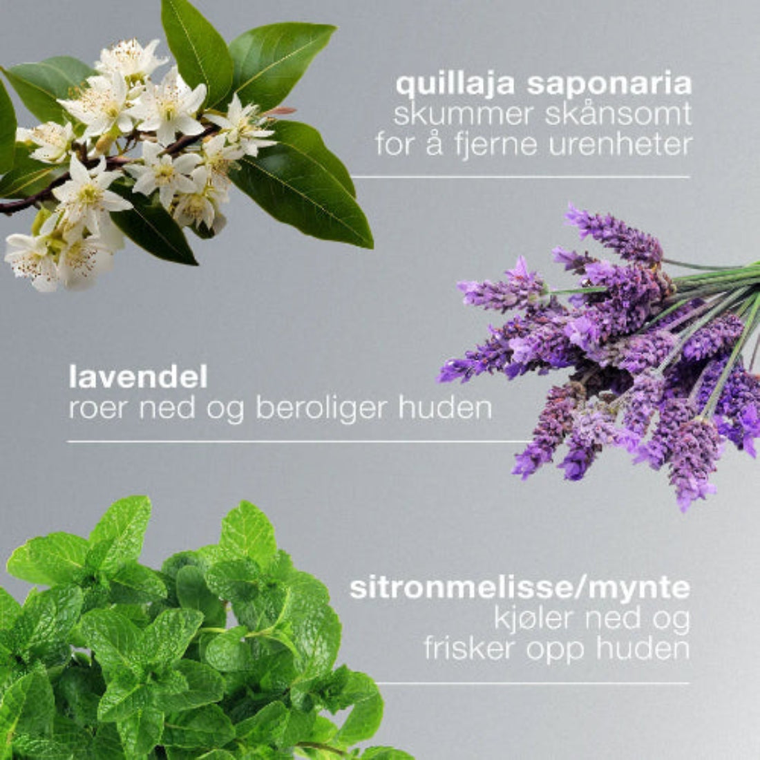  Dermalogica Special Cleansing Gel nøkkelingredienser: quillaja saponaria skummer skånsomt for å fjerne urenheter, lavendel roer ned og beroliger huden, og sitronmelisse/mynte kjøler ned og frisker opp huden