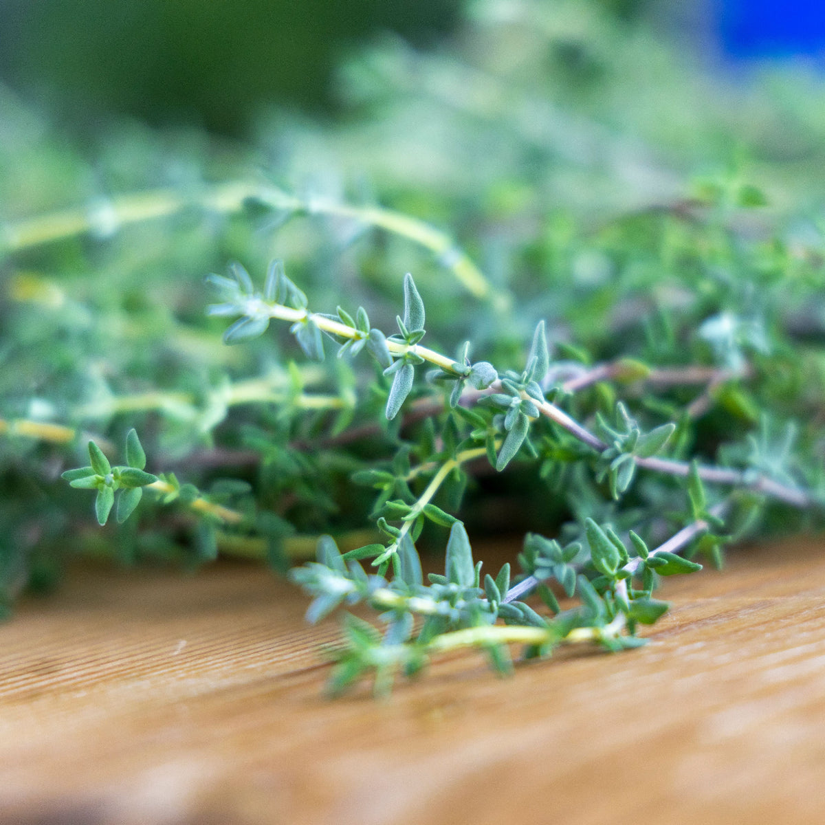 Frisk timiankvast på naturlig treunderlag – timian er en av nøkkelingredensene i Herba Plus Bronkitor, klassisk urt i europeisk urtetradisjon