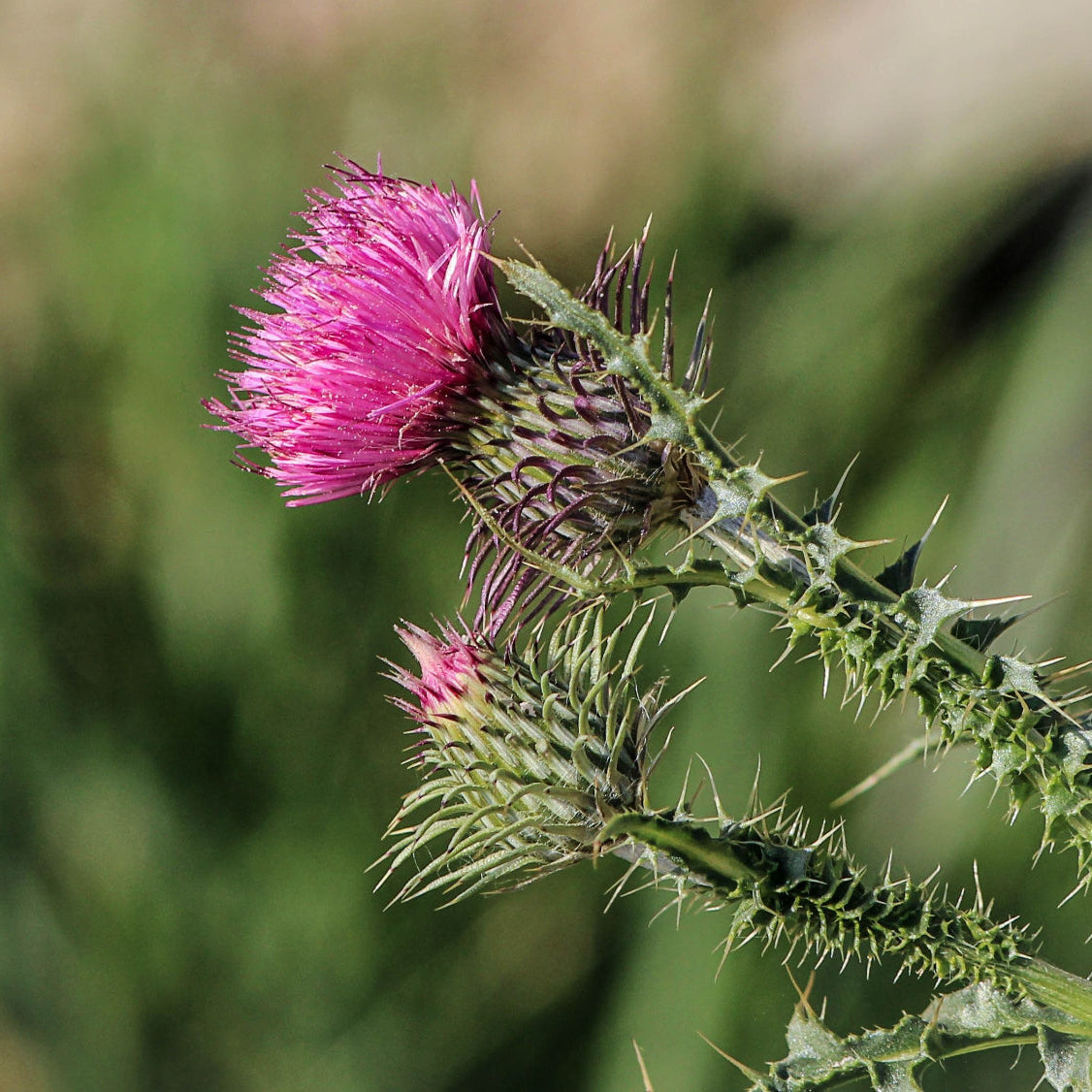  Rosa-lilla melketistel (Silybum marianum) blomsterhode på grønn bakgrunn – melketistel er en av nøkkelingredensene i Herba Plus Hepator, tradisjonelt brukt som urteingrediens
