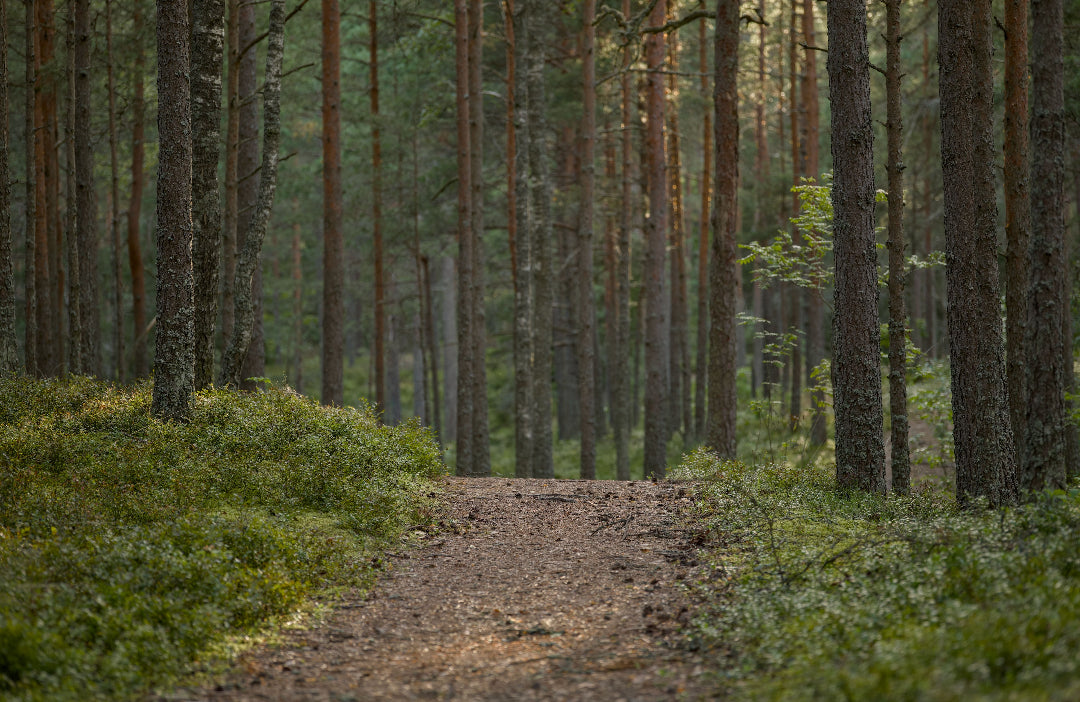  symboliserer TCM Tre-elementet, vekst og fornyelse fra herba plus