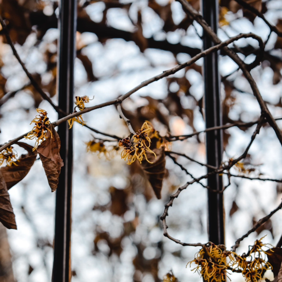 Trollhassel (Hamamelis virginiana) med gule trådformede blomster på greiner mot lys himmel – trollhassel er en av nøkkelingredensene i Herba Plus Lymferol, tradisjonelt brukt som urteingrediens