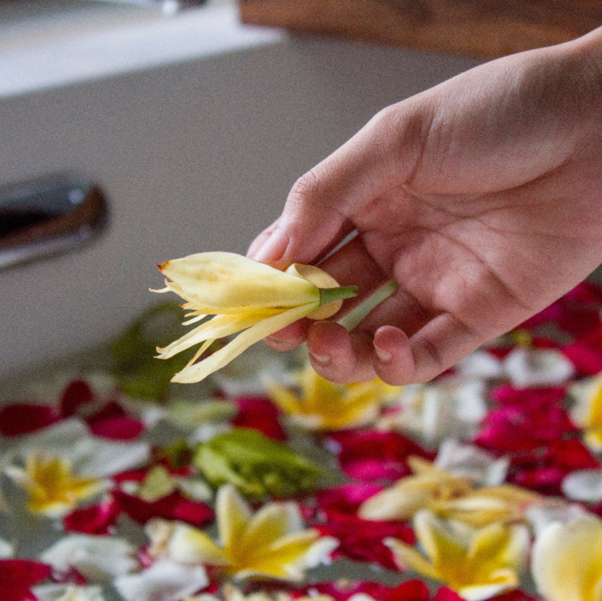hånd med gul blomst over bad med blomsterblader naturlig i fra herba plus sensuell avslapning